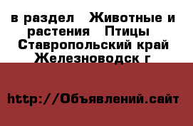  в раздел : Животные и растения » Птицы . Ставропольский край,Железноводск г.